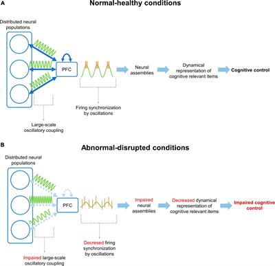 Large-scale coupling of prefrontal activity patterns as a mechanism for cognitive control in health and disease: evidence from rodent models